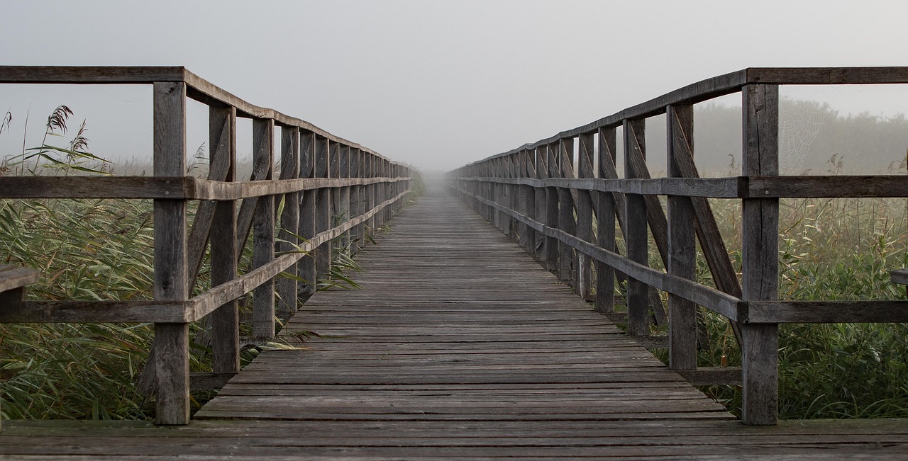 Fog boardwalk web